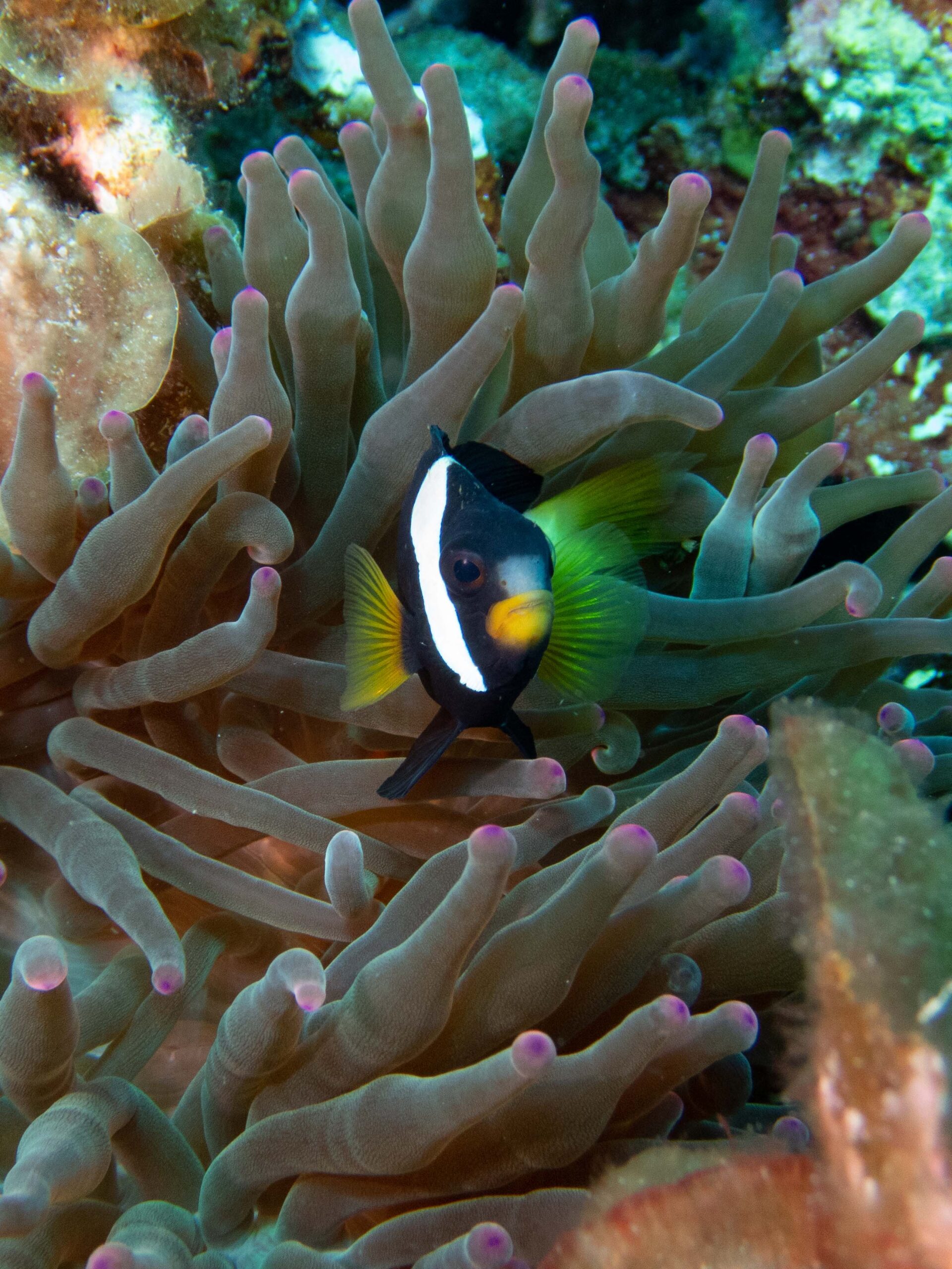 ** Full - Waitlist Only **  Abrolhos Islands Aquaculture Course 2 - June 19th till 21st 2026